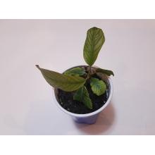 Черенок кратом Kratom, Ketum (Mitragyna speciosa) (живое растение)